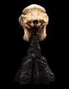 LOTR-Skull-of-a-Cave-Troll-Miniature-03