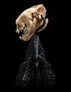 LotR-Warg-Skull-Miniature-07